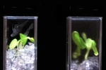 Đất sạch có thể cải tiến cây trồng, ngăn ngừa khuẩn E.coli