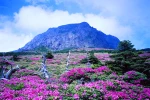 Lạc vào "thiên đường tình yêu" ở đảo Jeju