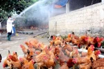 Kế hoạch quốc gia phòng, chống bệnh cúm gia cầm