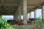 Để dự án Đại học Hoa Lư đắp chiếu là thiếu trách nhiệm với đồng thuế của dân