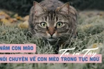 Năm Quý Mão 2023 nói chuyện về con mèo trong tục ngữ, thành ngữ Ta và Tây