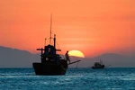 Trung Quốc tuyên bố phát hiện trữ lượng cá lớn ở phía Trung, Nam Biển Đông