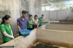 Khi có Luật GDNN, Trung tâm hỗ trợ nông dân gặp khó vì không được đào tạo nghề