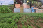 Hà Nội: Trồng húng quế ven sông Hồng, nông dân có năm lãi hàng trăm triệu