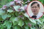 Uống nước lá tía tô có giúp giảm tác dụng phụ sau tiêm vắc xin phòng Covid-19?