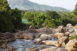 Khôi phục và phát triển rừng bền vững vùng Tây Nguyên