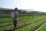 Sản xuất nông nghiệp có nguy cơ mất an toàn