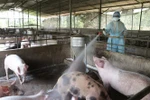 Chính sách hỗ trợ phòng, chống bệnh dịch tả lợn châu Phi