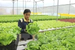 15 tiêu chí giám sát, đánh giá về cơ cấu lại ngành nông nghiệp