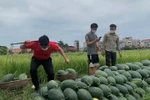 Sáng kiến mang nước ép dưa hấu tiếp sức "chiến sĩ áo trắng chống dịch Covid"
