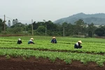Bao giờ Việt Nam lên hạng trong chuỗi giá trị toàn cầu?