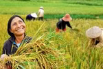 Người nông dân và tư duy lãnh đạo vượt nhiệm kỳ