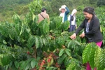 Giải thể một loạt công ty cà phê tại tỉnh Đắk Lắk