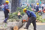 Vụ chặt hạ cây xanh: Đề nghị kiểm điểm trách nhiệm lãnh đạo Hà Nội