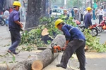 Vụ chặt hạ cây xanh: Đề nghị kiểm điểm trách nhiệm lãnh đạo Hà Nội