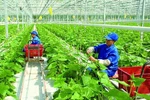Phát triển kinh tế tập thể năng động, hiệu quả