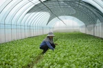 Thành lập Khu nông nghiệp ứng dụng công nghệ cao Thái Nguyên