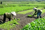 Năm 2030, thu nhập của người dân nông thôn cao hơn 2 lần năm 2020