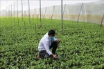 Tổng kết 10 năm thi hành Luật Hợp tác xã năm 2012