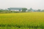 Chuyển mục đích sử dụng đất tại Long An