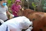 Triển khai quyết liệt giải pháp phòng, chống bệnh Viêm da nổi cục trên trâu, bò