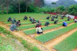 Quy định về xây dựng Khu kinh tế - quốc phòng
