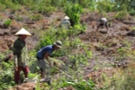Mục tiêu năm 2025, 100% công ty nông, lâm nghiệp kinh doanh có lãi