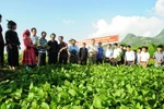 Kế hoạch hành động khuyến khích doanh nghiệp đầu tư vào nông nghiệp