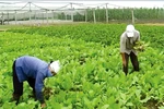 Vai trò của khu vực kinh tế tập thể ngày càng được nhận thức đầy đủ hơn