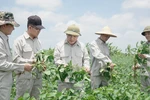 Vùng đậu nành dược liệu đầu tiên tại Việt Nam đạt tiêu chuẩn GACP-WHO