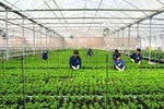 4 tiêu chí để được công nhận doanh nghiệp nông nghiệp ứng dụng công nghệ cao