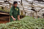 Thủ tướng chỉ đạo một loạt giải pháp để phát triển sâm Ngọc Linh