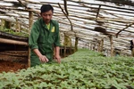 Thủ tướng chỉ đạo một loạt giải pháp để phát triển sâm Ngọc Linh