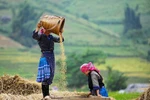 Chùm ảnh: Rộn ràng mùa vàng Tây Bắc