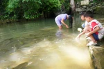 Chùm ảnh: Kỳ bí suối cá thần có một không hai ở Việt Nam (P2)