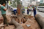 Chủ tịch Hà Nội lệnh dừng chặt cây xanh 