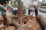 Chủ tịch Hà Nội lệnh dừng chặt cây xanh 