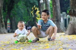 Chùm ảnh: Đẹp mê hồn Hà Nội mùa lá vàng trải thảm