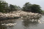 50% số ca nhiễm cúm A/H5N1 đã tử vong