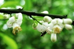 Chùm ảnh: Hà Nội mê đắm trong hương bưởi tháng 3