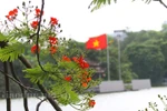 Say với hình ảnh 'cánh phượng hồng ngẩn ngơ' trên nền trời Hà Nội