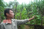 Bài thuốc chữa bỏng kỳ diệu của "thần y xứ Mường" 