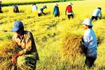 Việt Nam luôn chú trọng vấn đề an ninh lương thực quốc gia