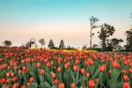 Vòng quanh thế giới ngắm những vườn tulip vạn người mê
