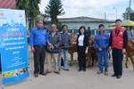 Công ty Sữa Cô Gái Hà Lan trao tặng 80 con bò cho nông dân nghèo tỉnh Lâm Đồng