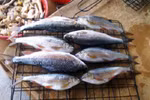 Tết về, lên miền Tây Quảng Ngãi ăn cá Niên