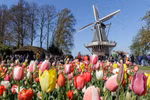 Keukenhof - Công viên hoa đẹp và rộng nhất thế giới tại Hà Lan