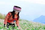 Lên cáp treo Fansipan ngắm hoa tam giác mạch mùa lễ hội