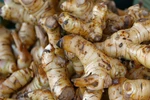 Củ riềng có khả năng chống ung thư