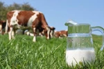 Khám phá đặc quyền chỉ dành cho tín đồ của sữa organic chuẩn Hà Lan